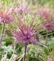 Česnek Schubertii - Allium Schubertii - cibule okrasného česneku - 3 ks