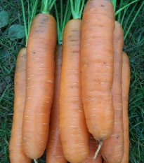 Mrkev Darina - Daucus carota - semena mrkve - 800 ks