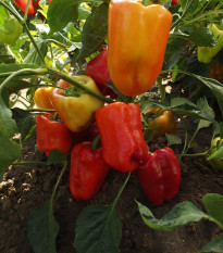 Paprika raná Citrina - Capsicum annum - semena papriky - 40 ks