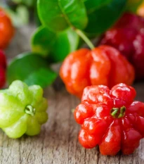 Surinamská třešeň - Eugenia Uniflora - semena třešně - 2 ks