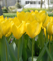 Tulipán Yellow Purissima - Tulipa - cibule tulipánu - 3 ks