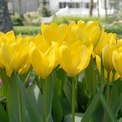 Tulipán Yellow Purissima - Tulipa - cibule tulipánu - 3 ks