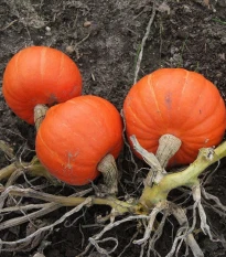 Tykev Amoro - Cucurbita maxima duchesne - semena tykve - 5 ks