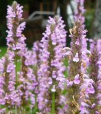 Šanta žilnatá Pink Cat - Nepeta nervosa - semena šanty - 15 ks