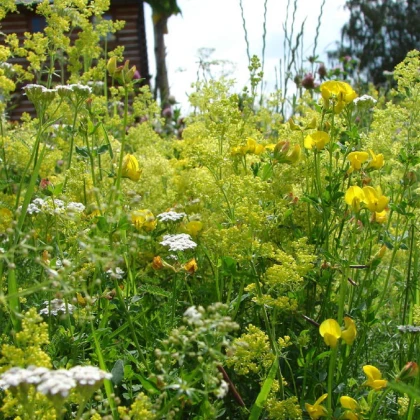 Žlutá louka - semena Planta Naturalis - směs - 10 g