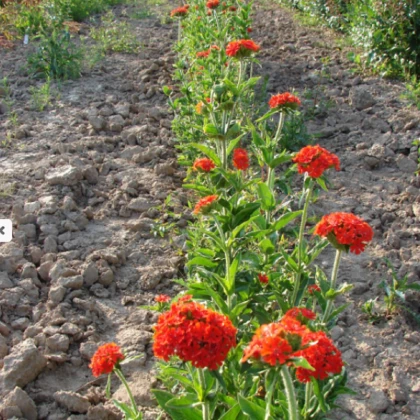 Červená louka červánková - semena Planta Naturalis - směs - 10 g