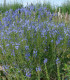 Modrá louka zvonečková - semena Planta Naturalis - směs - 10 g
