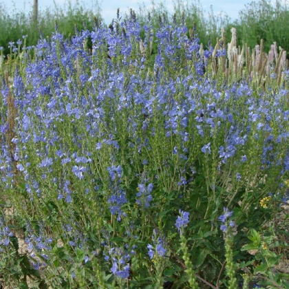 Modrá louka zvonečková - semena Planta Naturalis - směs - 40 g
