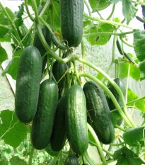 Okurka salátová Pony F1 - Cucumis sativus - semena okurky - 10 ks