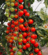 Rajče Charmant F1 - Solanum lycopersicum - semena rajčete - 10 ks