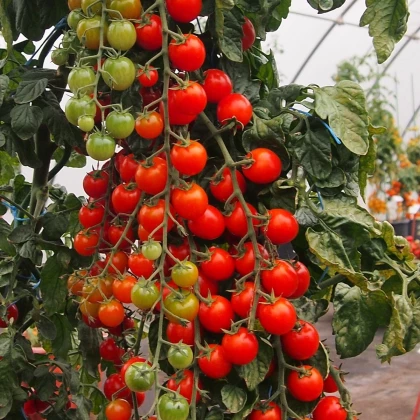 Rajče Charmant F1 - Solanum lycopersicum - semena rajčete - 10 ks
