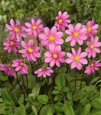 Jiřinka Topmix růžová - Dahlia - hlízy jiřinky - 1 ks