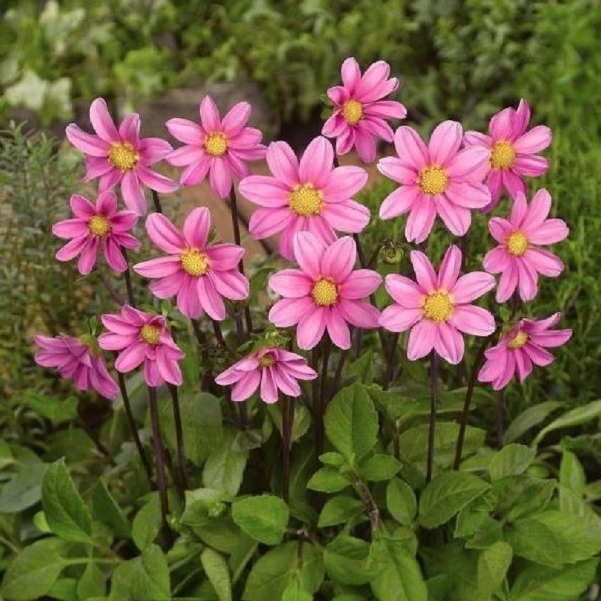 Jiřinka Topmix růžová - Dahlia - hlízy jiřinky - 1 ks