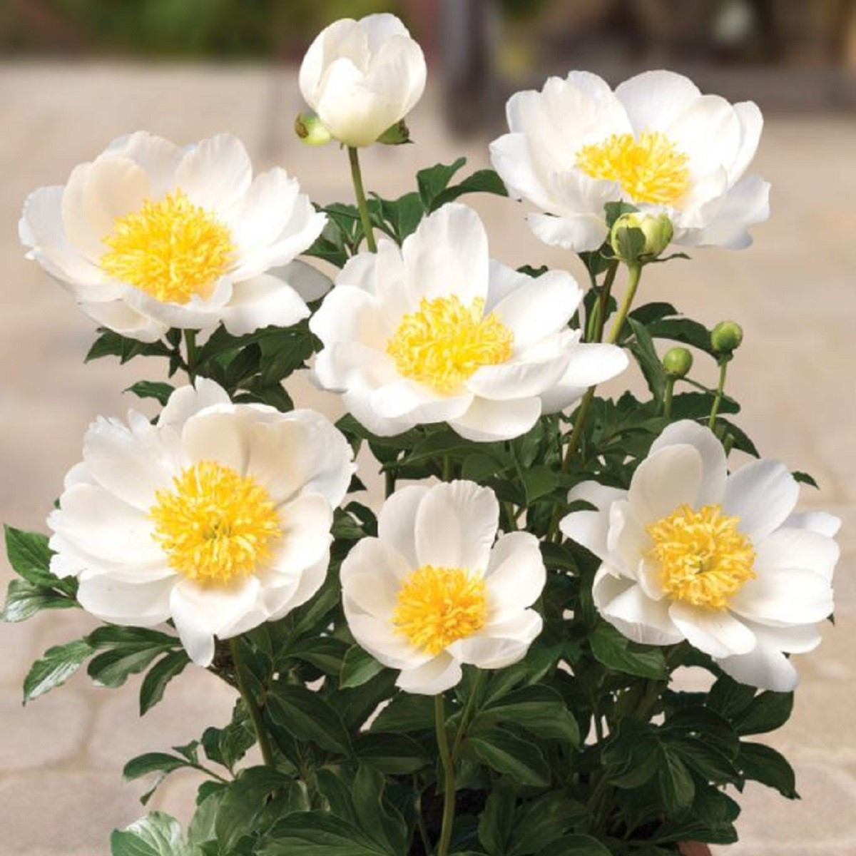 Pivoňka Patio Dublin - Paeonia lactiflora - hlízy pivoňky - 1 ks
