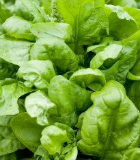 Špenát setý Matador - Spinacia oleracea - semena špenátu - 60 ks