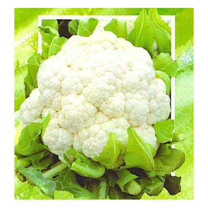 Květák polopozdní Brilant - prodej semen květáku - 0,5 gr