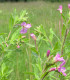 Vrbovka malokvětá - Epilobium parviflorum - semena vrbovky - 0,05 g