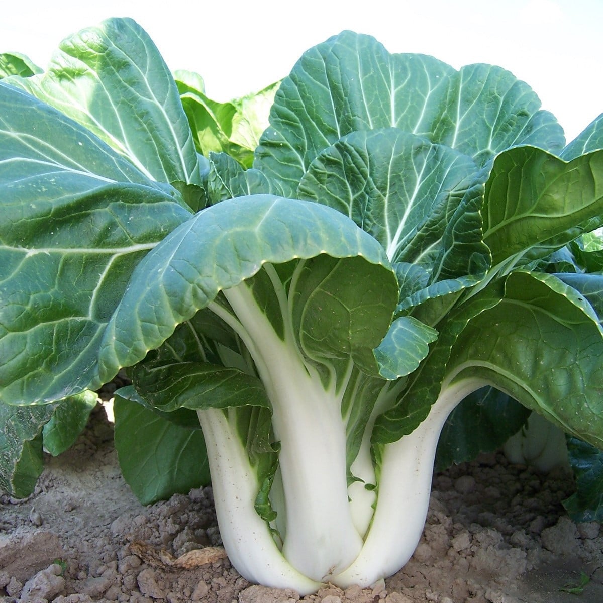 Zelí čínské Paket - Brassica chinensis - semena zelí - 100 ks