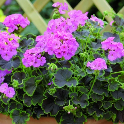 Muškát páskatý Nekita Pink F1 - Pelargonium zonale - semena muškátu - 4 ks