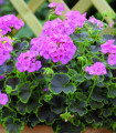 Muškát páskatý Nekita Pink F1 - Pelargonium zonale - semena muškátu - 4 ks