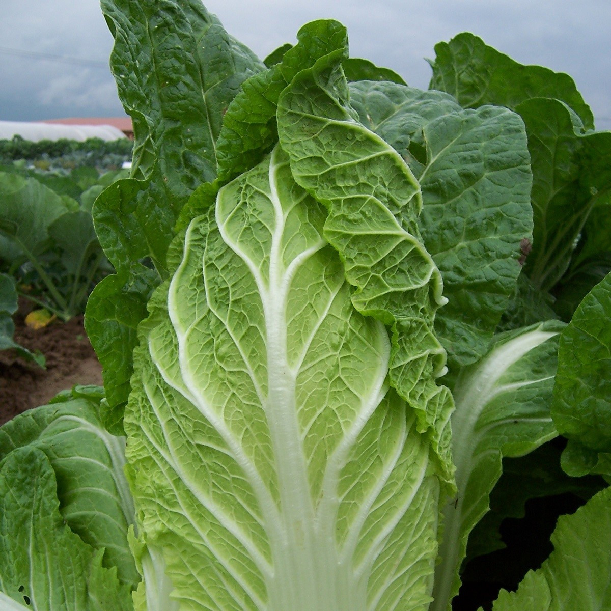 Zelí pekingské Hilton - Brassica pekinensis - semena zelí - 100 ks