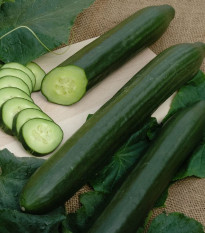 Okurka salátová Vista F1- Cucumis sativus - semena okurky - 10 ks