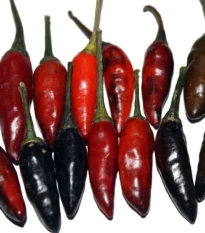 Chilli Krishna Jolokia - Capsicum annuum - semena chilli - 7 ks
