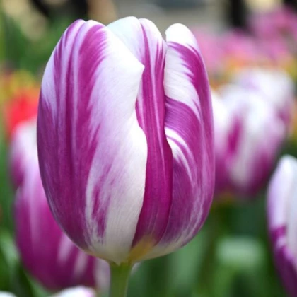 Tulipán Striped Flag - Tulipa - cibule tulipánu - 3 ks