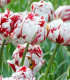 Tulipán Carnaval de Nice - Tulipa - cibule tulipánu - 3 ks