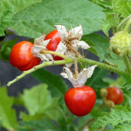 Rajče Liči - Solanum sisymbriifolium - semena rajčete - 6 ks