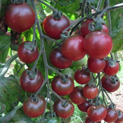 Rajče Rosella - Solanum lycopersicum - semena rajčete - 6 ks
