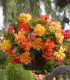 Begonie Golden Balcony - Begonia tuberhybrida - hlízy begonie - 2 ks
