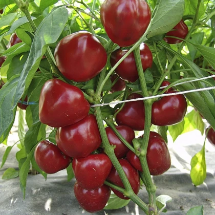 Paprika rajčatová Dumas - Capsicum annuum - semena papriky - 15 ks