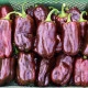 BIO Paprika Chocobell - Capsicum annuum - bio semena papriky - 8 ks