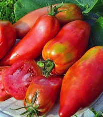 Rajče Andenhorn Andine Cornue - Solanum lycopersicum - semena rajčete - 10 ks