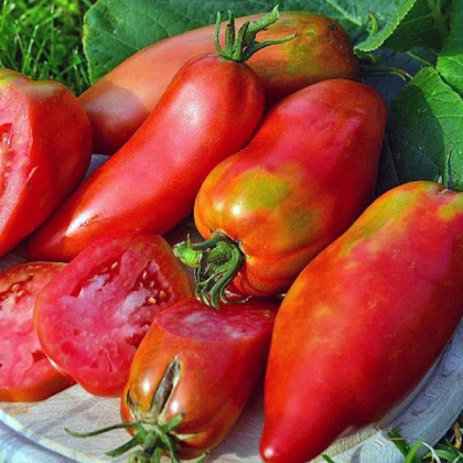 Rajče Andenhorn - Solanum lycopersicum - semena rajčete - 10 ks