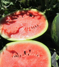 Meloun Mini Love F1 - Citrullus lanatus - semena melounu - 6 ks