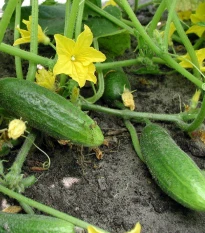 BIO Okurka nakládačka Hokus - Cucumis sativus - bio semena okurky - 10 ks