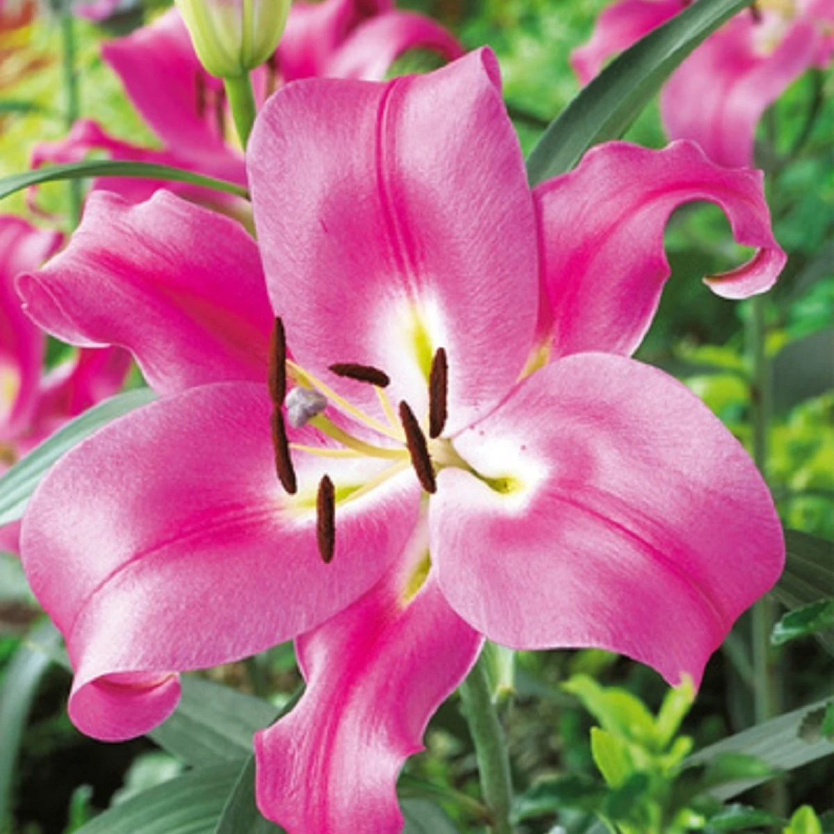 Lilie orientální Robina - Lilium - cibule lilie - 1 ks