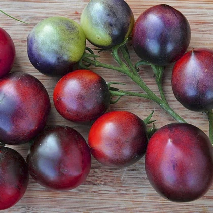 BIO Rajče Indigo Blue Berries - Solanum lycopersicum - bio semena rajčete - 7 ks