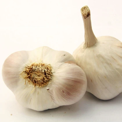 Sadbový česnek Japo II - Allium sativum - nepaličák - cibule česneku - 1 balení