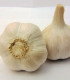 Sadbový česnek Havel - Allium sativum - paličák - 1 balení