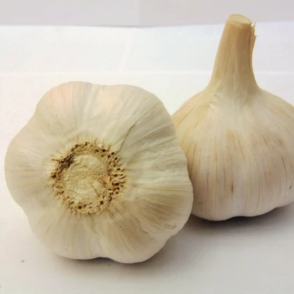 Sadbový česnek Havel - Allium sativum - paličák - 1 balení