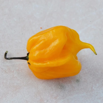 Chilli Carolina Reaper yellow - Capsicum chinense - semena chilli - 5 ks