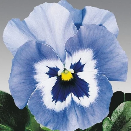 Violka světle modrá Jolly Joker F2 - Viola x wittrockiana - semena violky - 20 ks