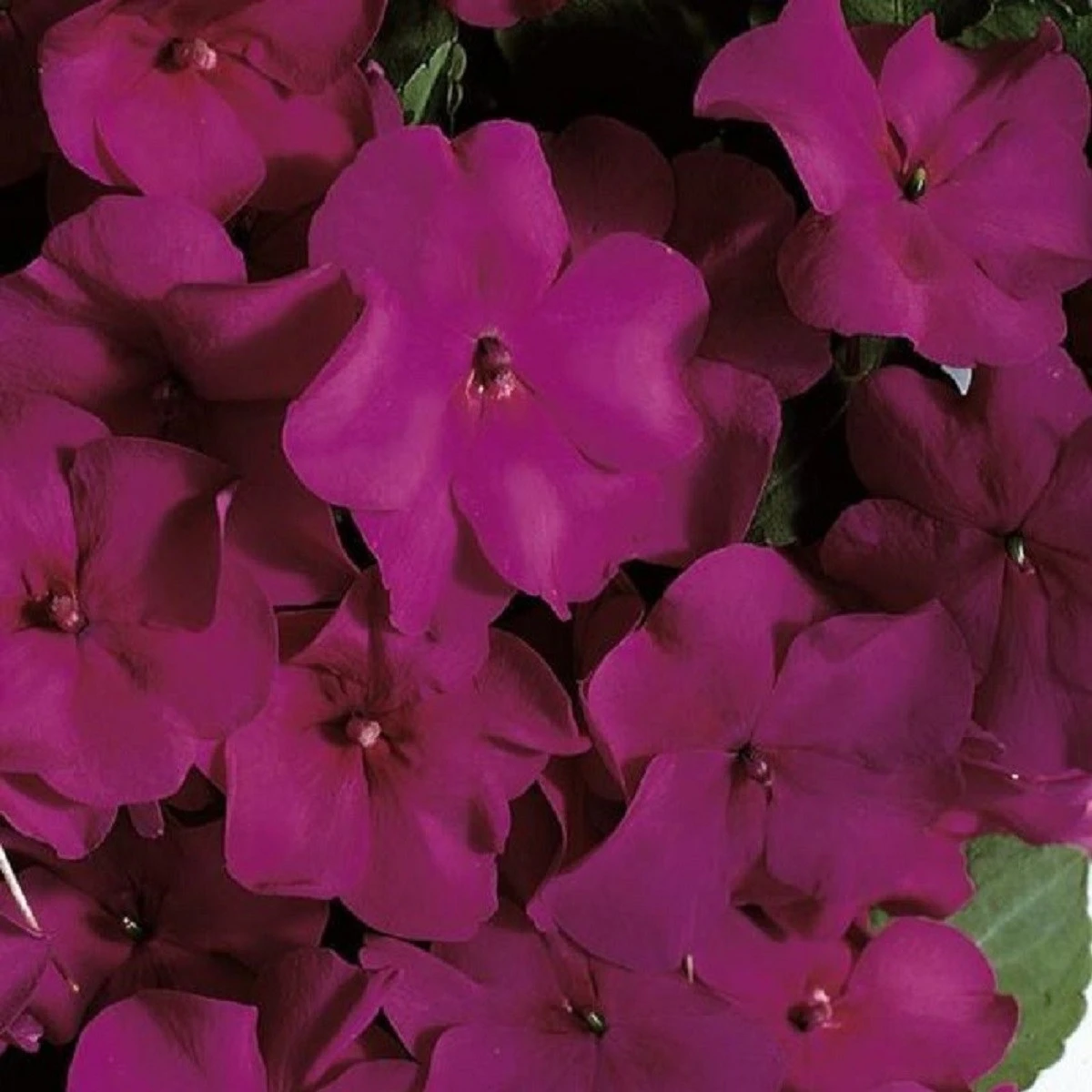 Netýkavka fialová Accent F1 - Impatiens walleriana - semena netýkavky - 12 ks