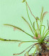 Rosnatka kapská Vogelgat NR - Drosera capensis - semena rosnatky - 15 ks