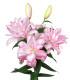 Lilie plnokvětá Roselily Anouska - Lilium - cibule lilie - 1 ks
