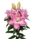 Lilie plnokvětá Roselily Editha - Lilium - cibule lilie - 1 ks