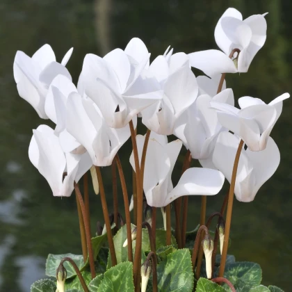 Brambořík břečťanolistý bílý - Cyclamen hederifolium album - hlízy bramboříku - 1 ks